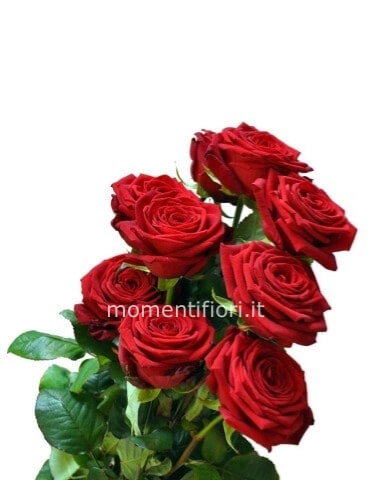 Rose rosse da comporre in mazzo per numero di steli.sen
