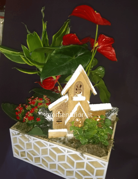 Confezione piante con illuminazione