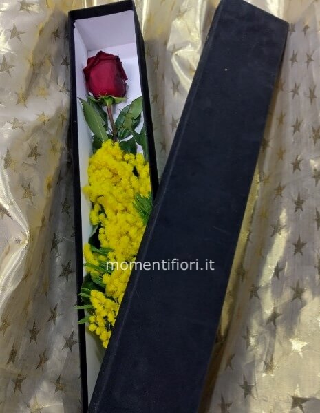 Rosa in scatola di velluto nera con mimosa